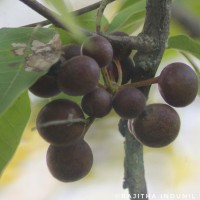 Miliusa tomentosa (Roxb.) Finet & Gagnep.